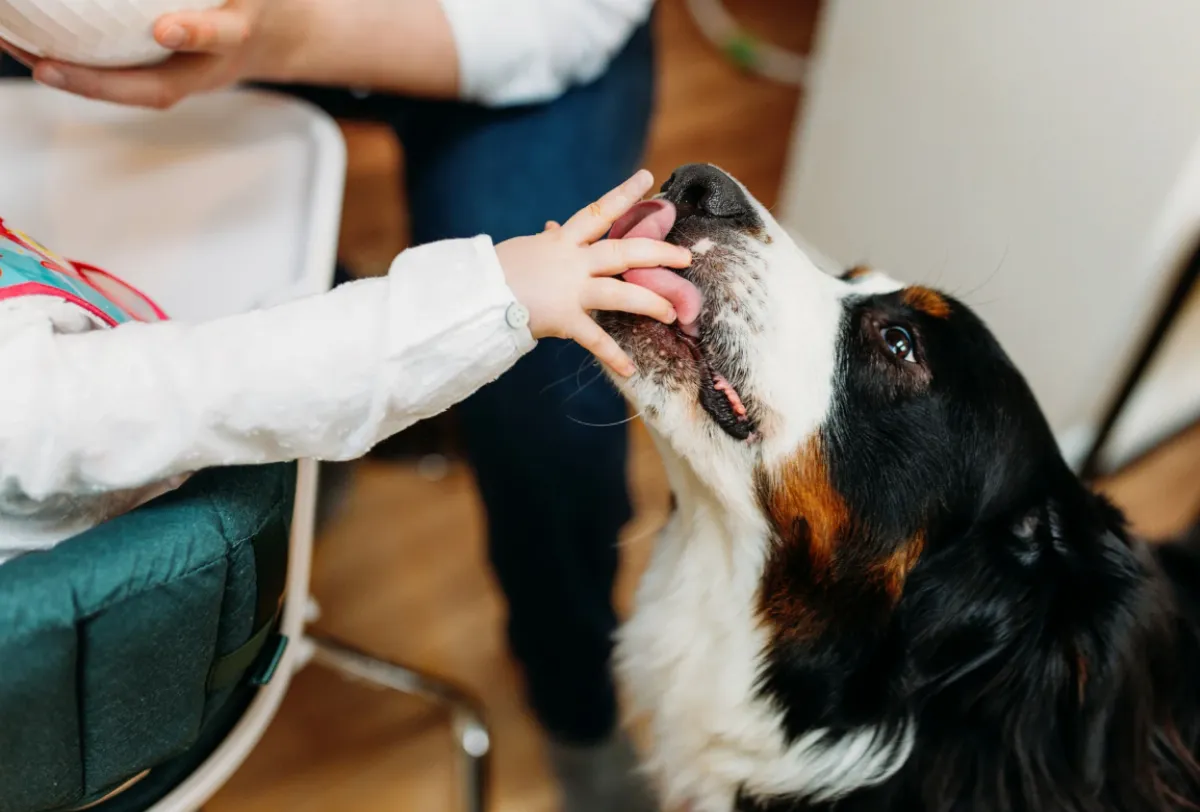 狗狗一直舔人的手？ 專家破解行為暗語